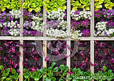 Vegetable Garden Hanging on Wall Stock Photo