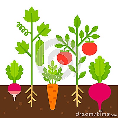 Vegetable garden illustration Vector Illustration