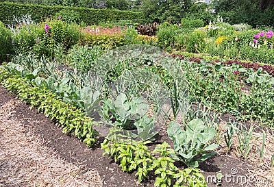 Vegetable Garden Stock Photo