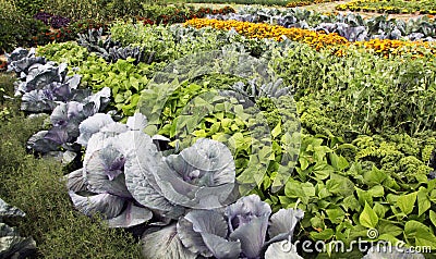 Vegetable garden with mixed crops Stock Photo