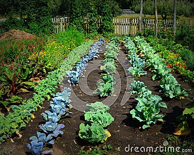 Vegetable Garden Stock Photo