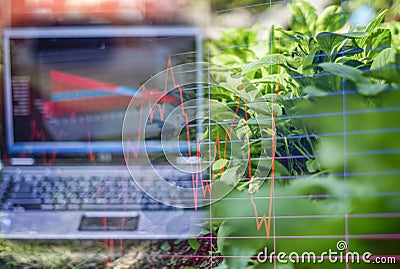 Vegetable garden Organic , And light in morning On a closed farm system Non-toxic And a computer screen showing stock trading char Stock Photo