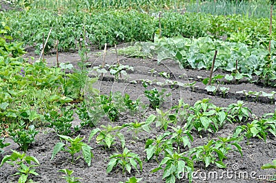 Vegetable garden Stock Photo