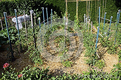 Vegetable garden, permaculture and wooden stakes Stock Photo