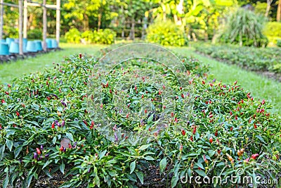 Vegetable garden plots Stock Photo