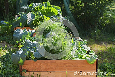 Vegetable garden in raised wooden beds, rural countryside scene Stock Photo