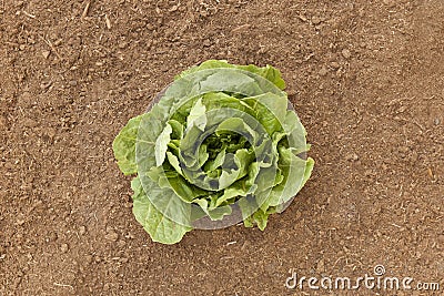 Vegetable Garden Romaine Lettuce Stock Photo