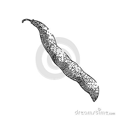 vegetable geen beans sketch hand drawn vector Vector Illustration