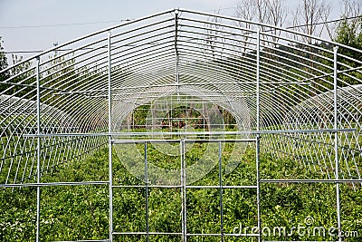 Vegetable greenhouses shelf Stock Photo