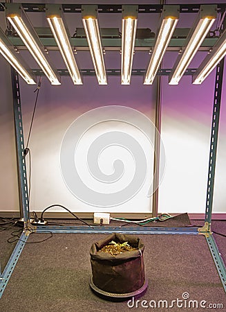 Plant grow with artificial LED lighting Stock Photo