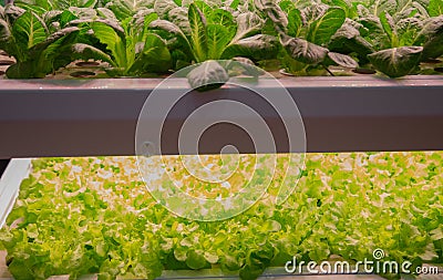 Plant grow with artificial LED lighting Stock Photo