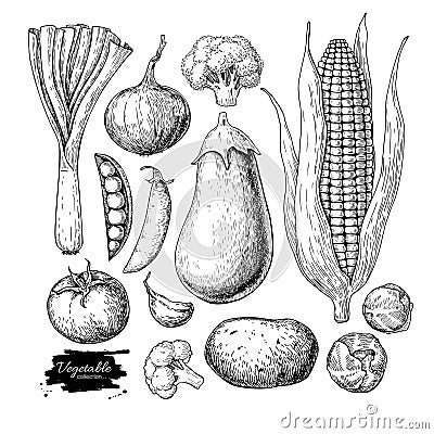 Vegetable hand drawn vector set. Isolated vegatarian engraved st Vector Illustration