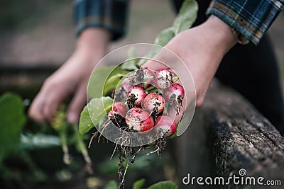 Vegetable harvest. Hands holding a fresh radish from small farm. Concept of agricultural. Young woman picking root vegetables. Stock Photo