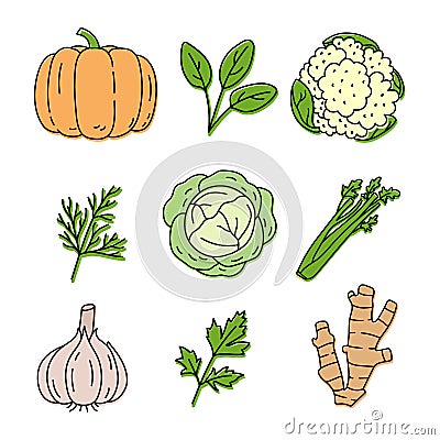 Vegetable and herbs sketch. Pumpkin, spinach, cauliflower, dill and cabbage. Celery, herb, garlic, parsley and ginger. Hand drawn Vector Illustration