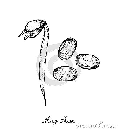 Hand Drawn of Mung Beans and Bean Sprout Vector Illustration