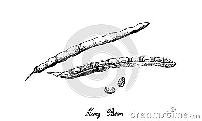 Hand Drawn of Mung Bean Pods and Seed Vector Illustration