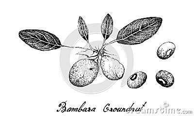 Hand Drawn of Bambara Nuts on White Background Vector Illustration