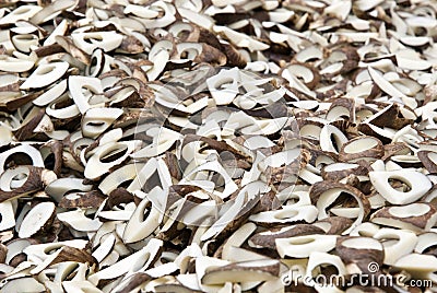 Vegetable Ivory - Tagua Seeds Stock Photo