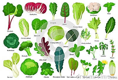 Vegetable lettuce cartoon vector icon.Illustration of isolated cartoon icon vegetable salad . Vector illustration set Vector Illustration