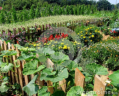 Vegetable luxuriance garden Stock Photo