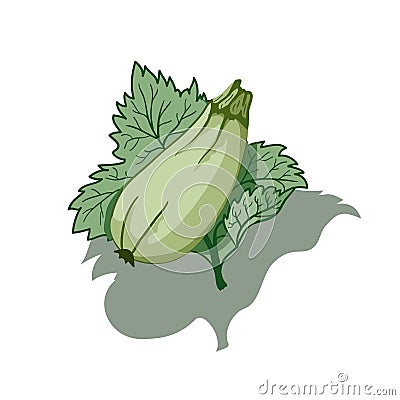 Vegetable marrow Vector Illustration