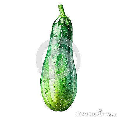 Vegetable marrow isolated on a white background. Watercolor illustration. Cartoon Illustration