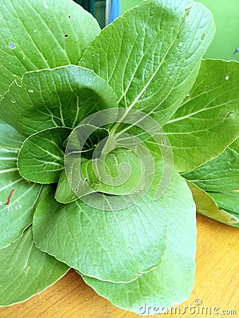 Vegetable pakcoy. The leaves are green there are holes in the leaf sheets, this vegetable is 40 days old and ready to be processed Stock Photo