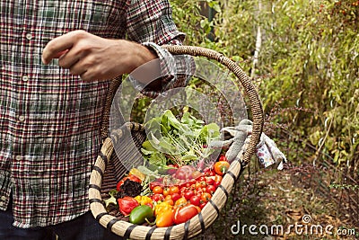 Vegetable picking, fresh vegetables in a basket Stock Photo