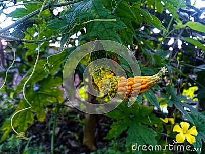a vegetable plant that grows on vines with wrinkled and nodule fruit and has a bitter taste Stock Photo