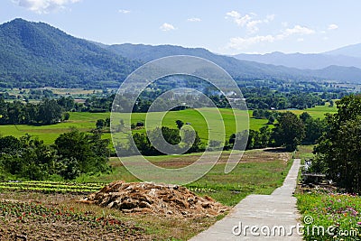 Vegetable plot and flowerbed with mountain and paddy view Stock Photo