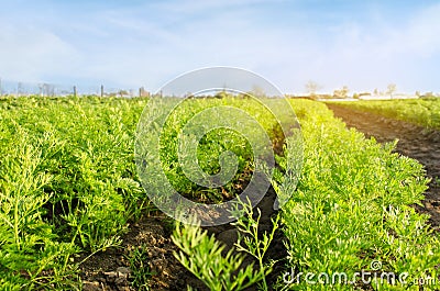 Vegetable rows of young carrot grow in the field. Growing farming crops. Beautiful landscape on the plantation. Agriculture. Stock Photo