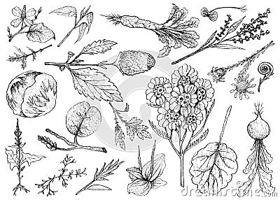 Hand Drawn of Leafy and Salad Vegetable Vector Illustration
