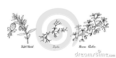 Hand Drawn of Sculpit or Stridolo, Samphire and Summer Purslane Vector Illustration