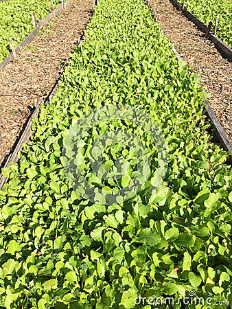 Vegetable seedbed Stock Photo