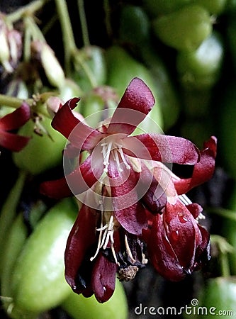 Vegetable star fruit flowers blooming beautifully. Purple flowers as a background. Stock Photo