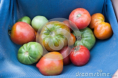 Vegetable tomato harvest, organic garden produce Stock Photo