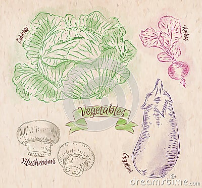 Vegetables cabbage, eggplant, radishes, mushrooms Vector Illustration