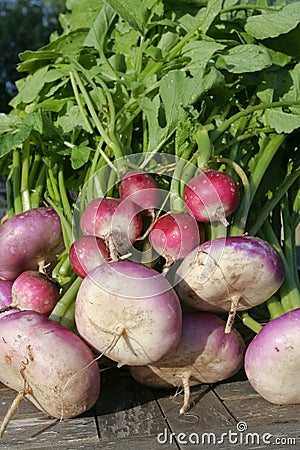 Vegetables closeup Stock Photo