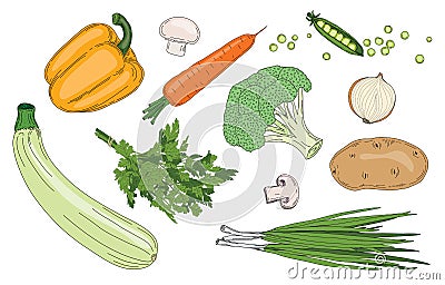 Vegetables and herbs fresh spring green organic vector collection Stock Photo