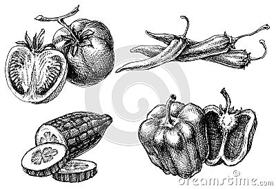 Vegetables collection Vector Illustration