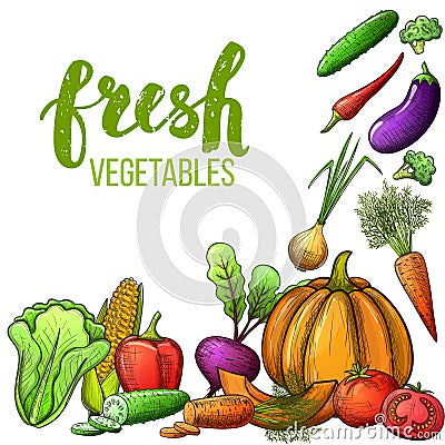 Vegetables colorful sketch Vector Illustration