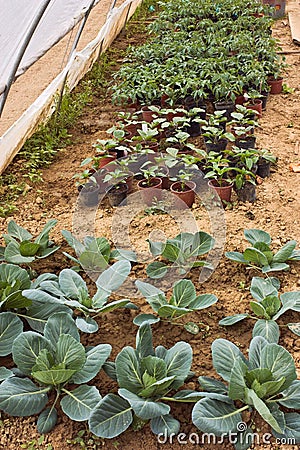 Vegetables cultivation Stock Photo