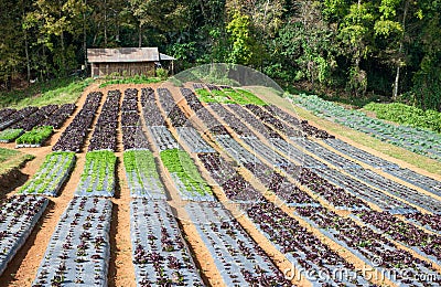 The vegetables cultivation or vegetable farm Stock Photo