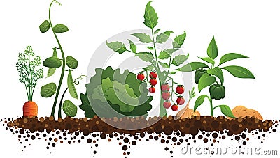 Vegetables and Dirt Garden Vector Illustration Silhouette Vector Illustration