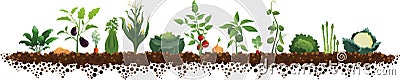 Vegetables and Dirt Large Garden Vector Illustration Vector Illustration