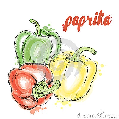 Vegetables drawn by hand. Vector vegetables. Food. Stock meal. Paprika. Bell pepper. Vector Illustration