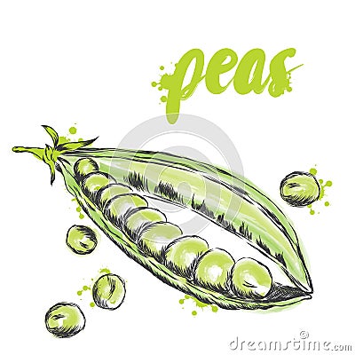Vegetables drawn by hand. Vector vegetables. Food. Stock meal. Peas. Green pea. Vector Illustration