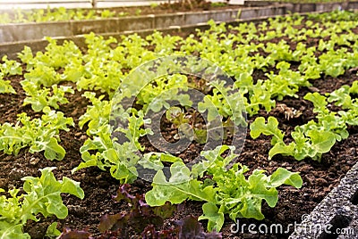 Vegetables farm planting indoor by non-toxic organic with beautiful green leafs are grown for salad. Agriculture industry. Stock Photo