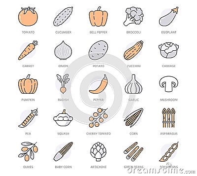 Vegetables flat line icons set. Fresh food - tomato, broccoli, corn, pepper, carrot, pumpkin vector illustrations Cartoon Illustration