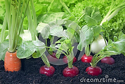 vegetables and garden Stock Photo